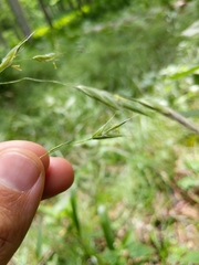 Bromus nottowayanus