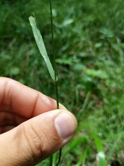 Bromus nottowayanus