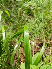 Bromus nottowayanus