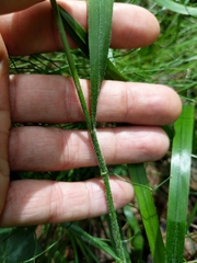 Bromus nottowayanus