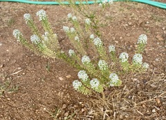 Lepidium thurberi