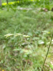 Bromus nottowayanus