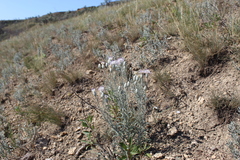 Jurinea stoechadifolia