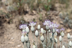 Jurinea stoechadifolia
