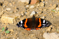 Vanessa atalanta