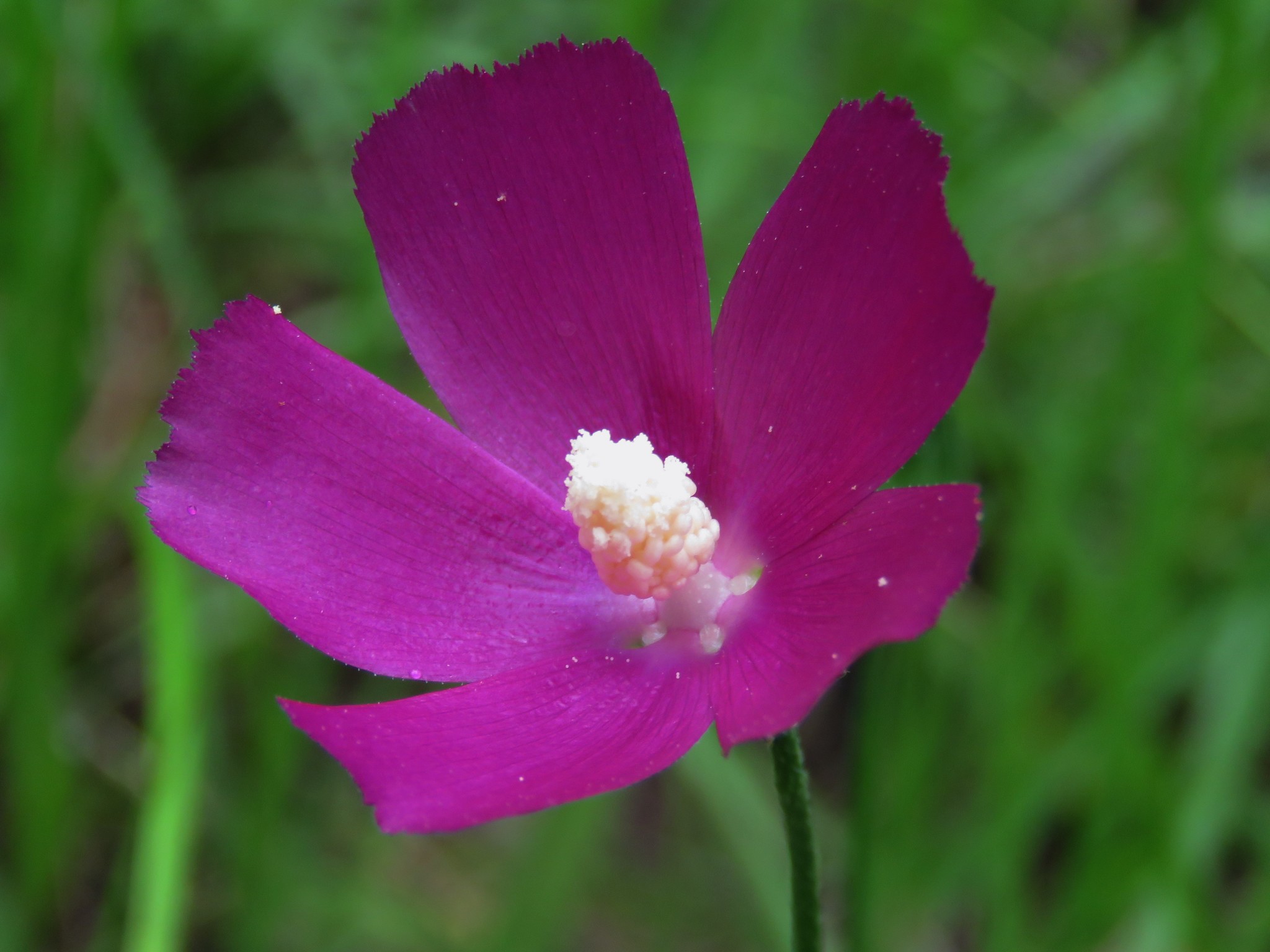 Callirhoe papaver