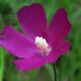 Woodland Poppymallow - Photo (c) j_appleget, some rights reserved (CC BY-NC), uploaded by j_appleget