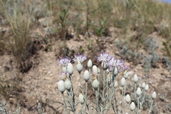 Jurinea stoechadifolia