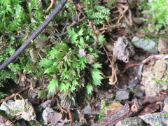 Fissidens dubius