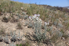 Jurinea stoechadifolia