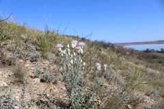 Jurinea stoechadifolia