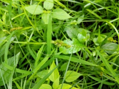Carex tribuloides tribuloides