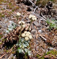 Antennaria rosea confinis