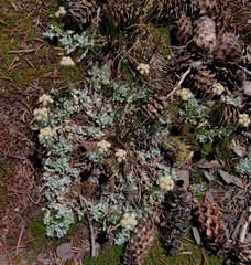 Antennaria rosea confinis