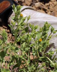 Hazardia whitneyi discoidea