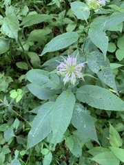 Monarda clinopodia