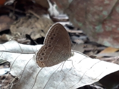 Mycalesis janardana