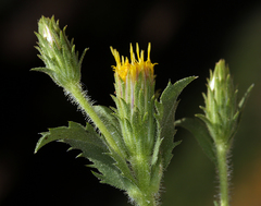 Hazardia whitneyi discoidea