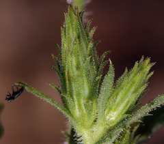 Hazardia whitneyi discoidea