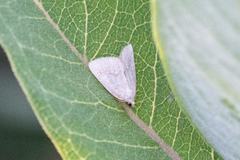 Protodeltote albidula