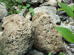 Favosites