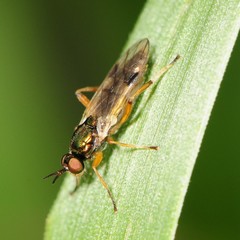 Actina viridis