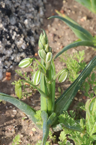 Albuca flaccida