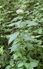 Monarda clinopodia