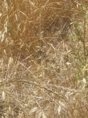 Euphydryas chalcedona chalcedona