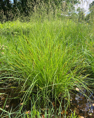 Carex annectens