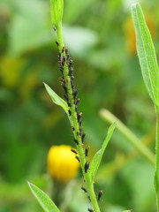 Uroleucon jaceae