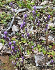 Gentianella propinqua propinqua