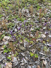Gentianella propinqua propinqua