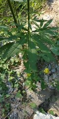 Cannabis sativa spontanea