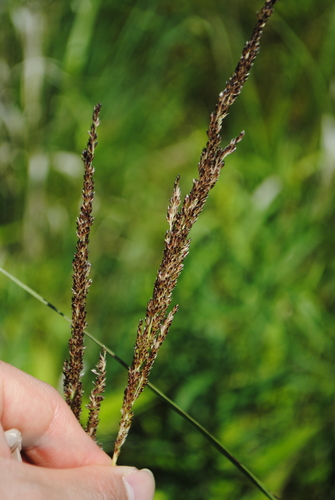 Sphenopholis obtusata iNat (2)