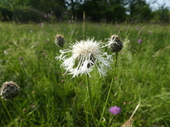 Centaurea scabiosa scabiosa