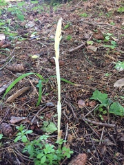 Cephalanthera austiniae