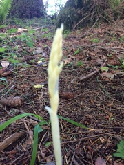Cephalanthera austiniae