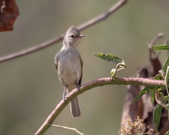 Camptostoma obsoletum