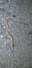 Gerrhonotus ophiurus