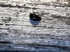 Anisotoma glabra