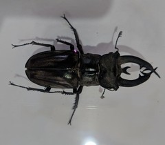 Lucanus lunifer