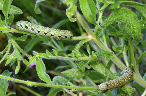 Willowherb Hawkmoth