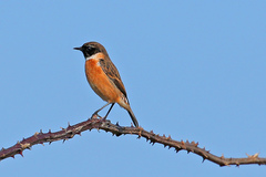 Saxicola rubicola
