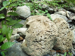 Favosites