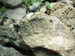 Favosites