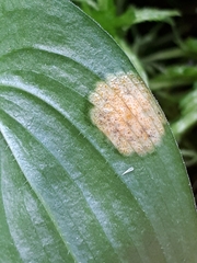Puccinia sessilis