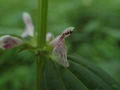 Stachys latidens