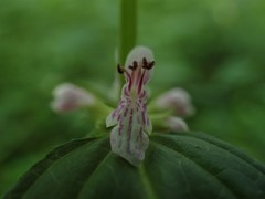 Stachys latidens