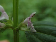 Stachys latidens